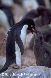 penguins