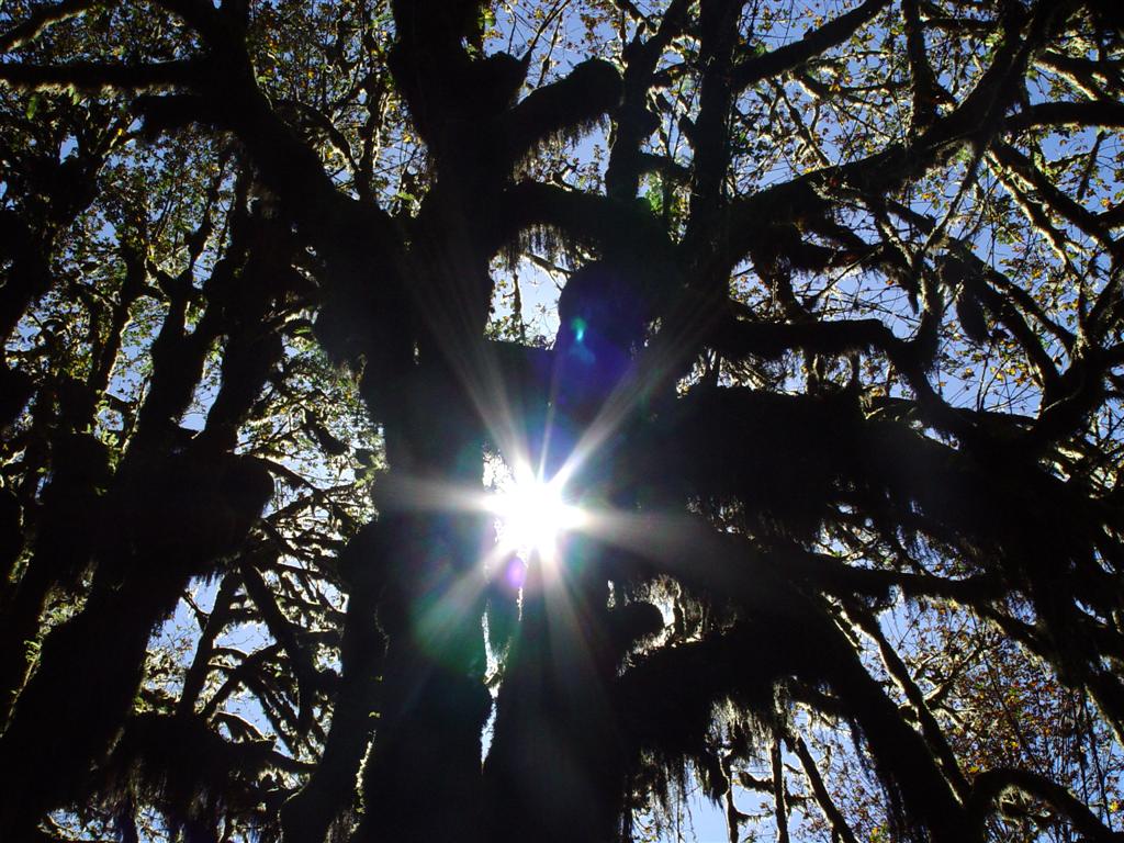 hoh_rainforest_wallpaper_8.jpg