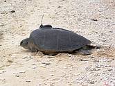 jeladóval felszerelt teknős