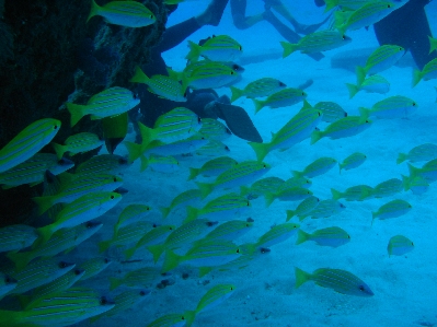 bluestriped snapper