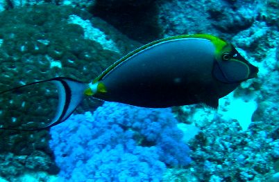 Orangespine surgeonfish