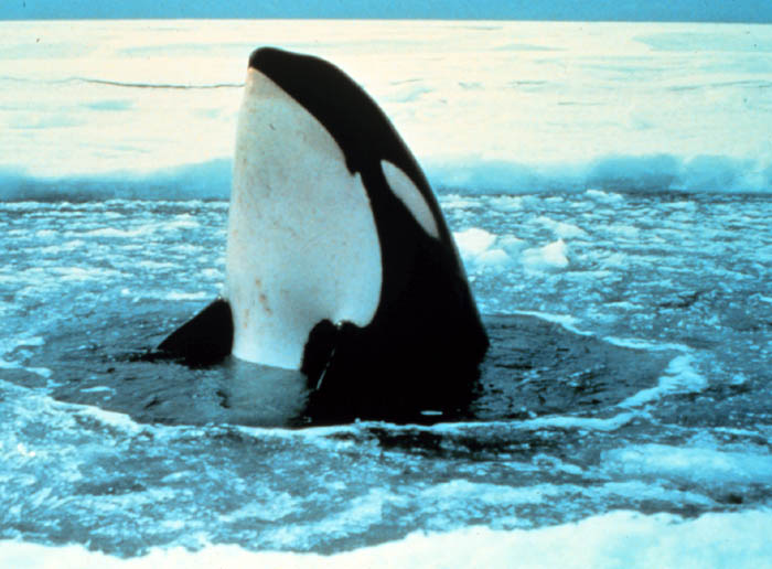 orca-in-ice2.jpg
