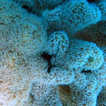 korall