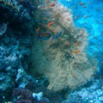 legyező korall