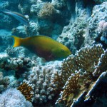 korallzabáló