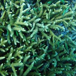 citromsárga halak a citromsárga korallban
