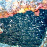 üveghalak a roncsban
