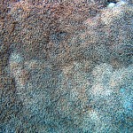 korall (szőnyeg)