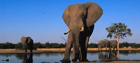 afrikai elefánt (fotó: Martin Harvey)