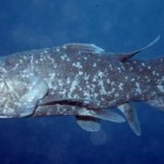 coelacanth