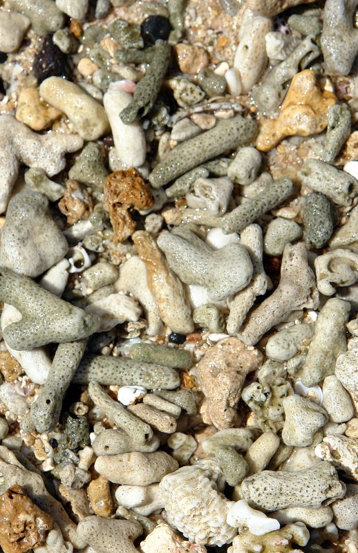 kövek és korallmaradványok