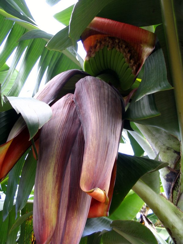 virágzó, érő banán