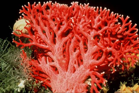 vörös korall