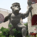 ő a funky monkey majom Hurghadában