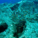 a halak is bujkálnak (Turkish Wrasse - Thalassoma pavo)