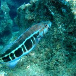 Serranus Atricauda - szerintem