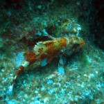 skorpióhal (Scorpion Fish)