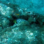 tigris muréna (Tiger Moray - Enchelycore anatina))