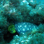 tigris muréna közelebbről (Tiger Moray - Enchelycore anatina)