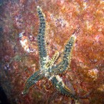 csillag (starfish)