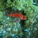 skorpióhal (Scorpion fish - Scorpaena), aki megmentett saját magától