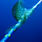 medúza a kötelünkre csavarodva