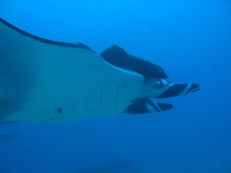 Manta