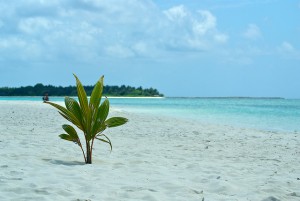 maldiv